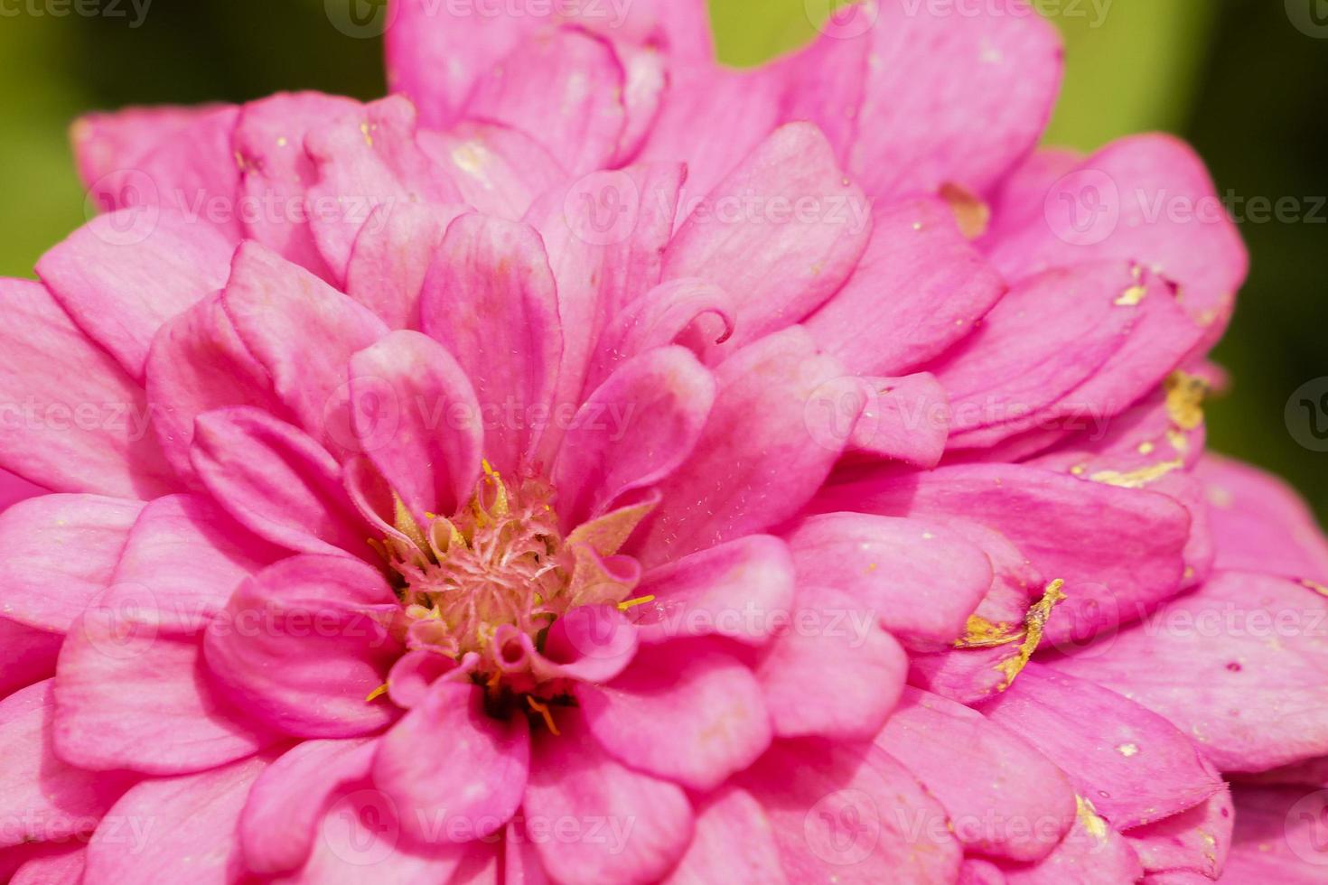 wunderschöne rosafarbene Chrysanthemen blühen und ihr Pollen lockt Schmetterlinge und Insekten an. foto