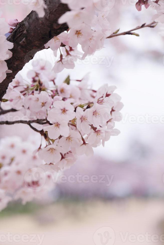 Kirschblüten foto