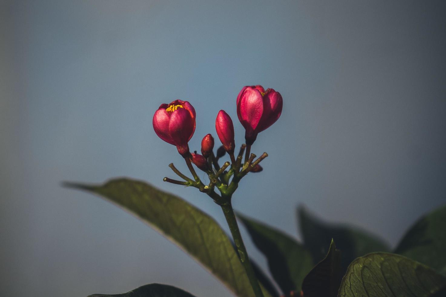 rote Blume mit grünen Blättern foto