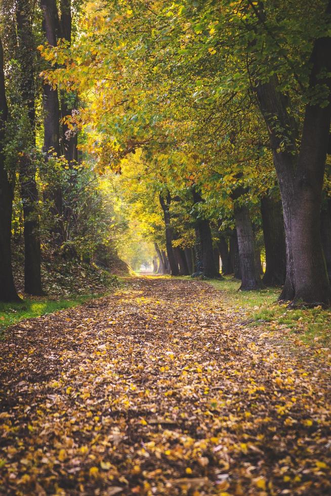 Straßenweg in einem Park foto