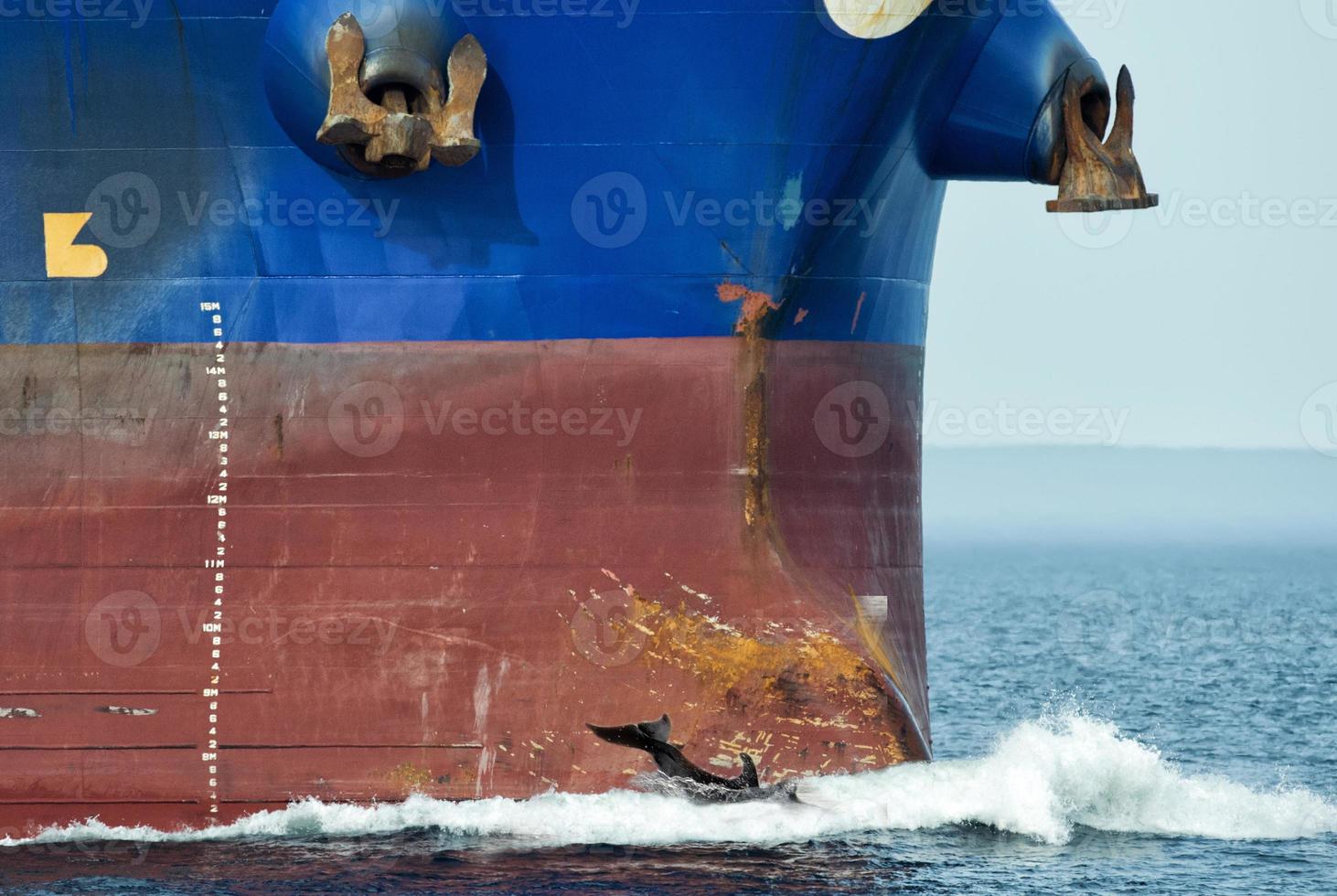 Delphin springt über Schiffsbug foto