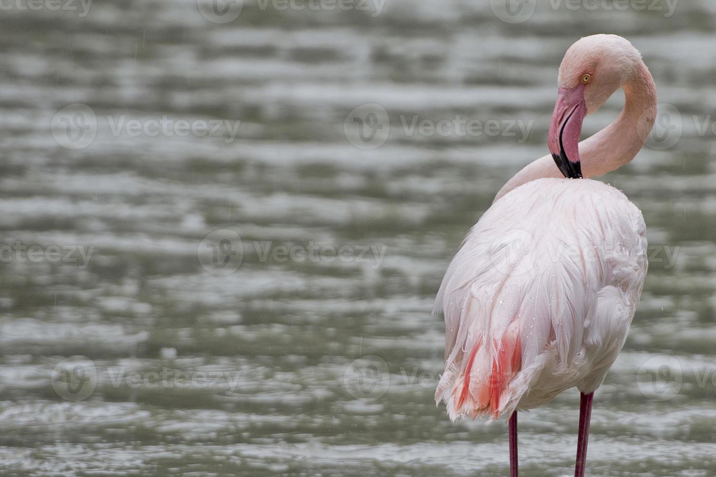 ein rosa Flamingoporträt foto