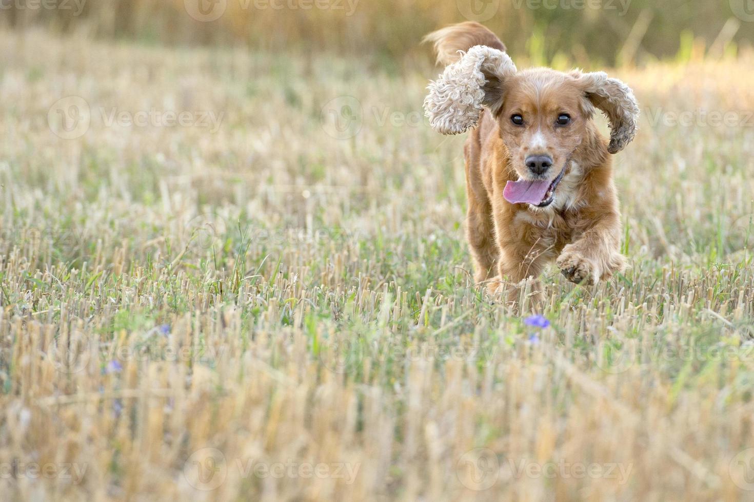 englischer Welpe Cocker Spaniel läuft zu Ihnen foto