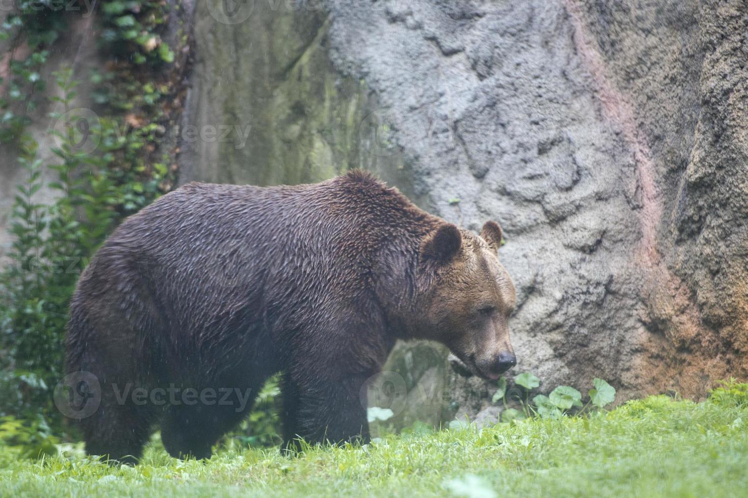 schwarze Grizzlybären foto