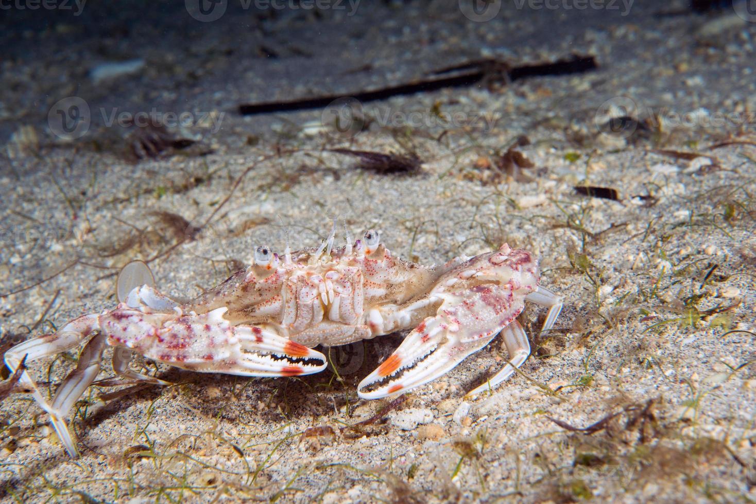 Krabbenporträt auf Sand unter Wasser foto