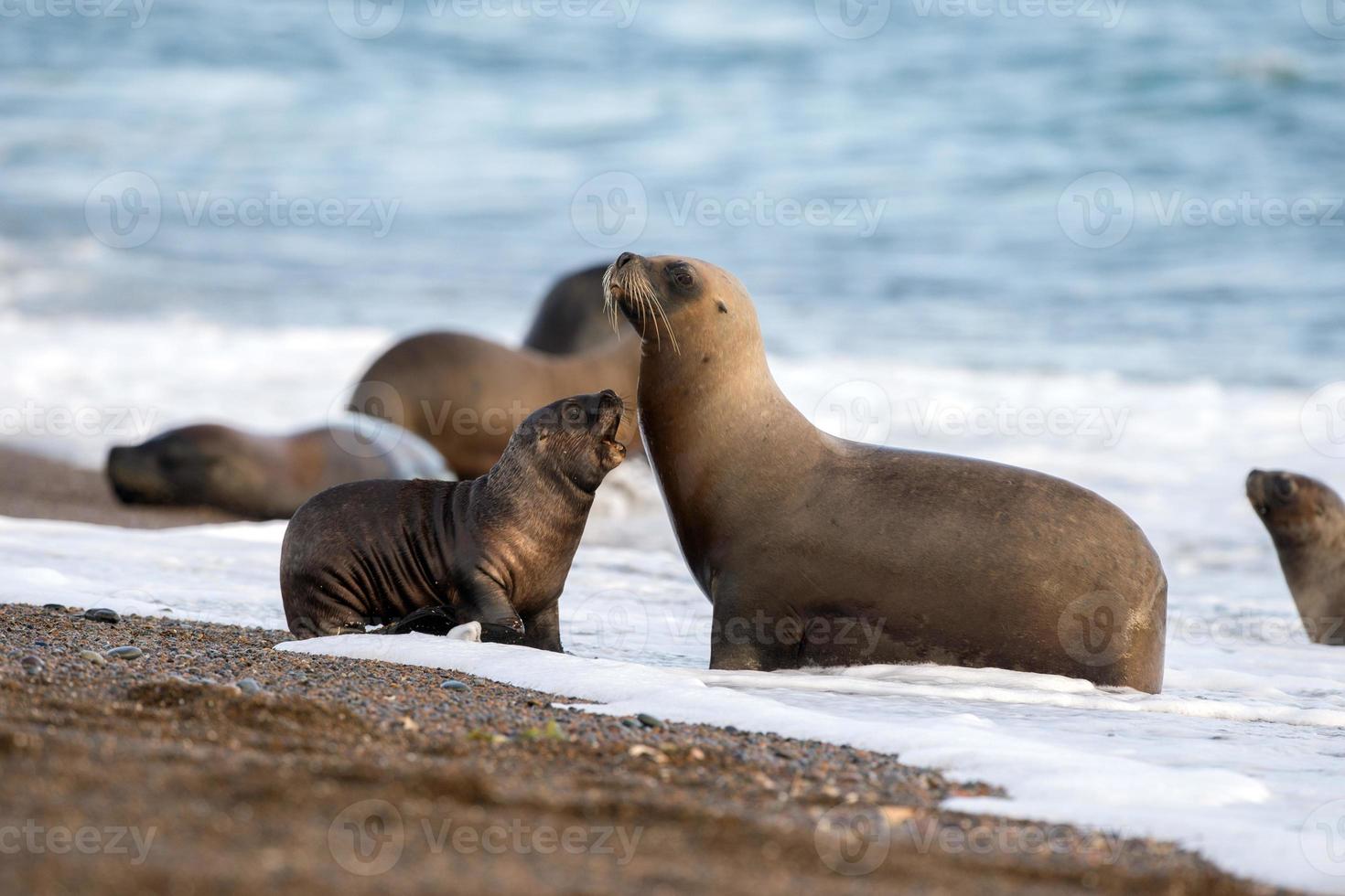 Seelöwenfamilie am Strand in Patagonien foto