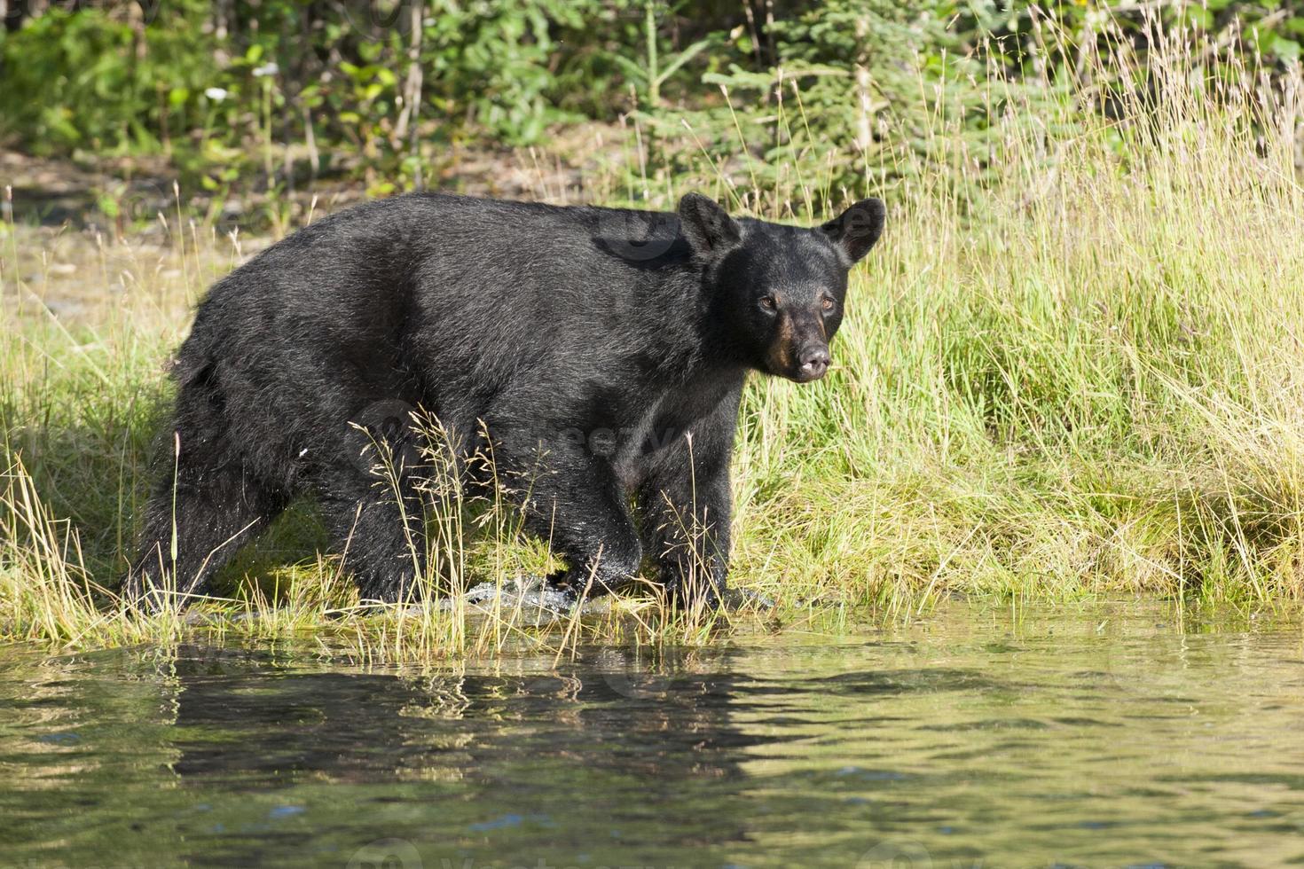 Schwarzbär in Alaska foto