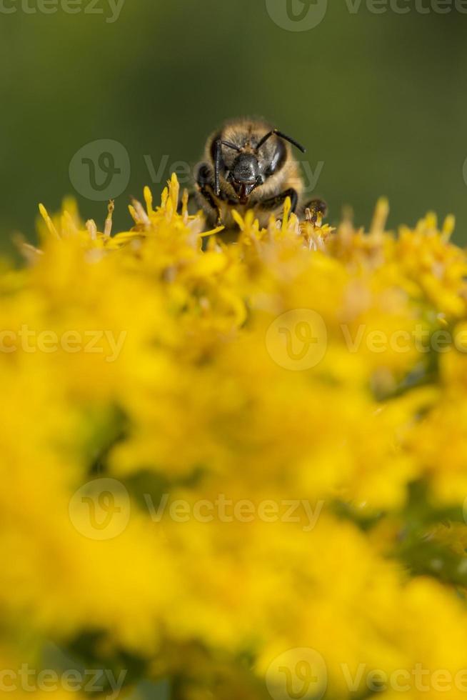 Biene beim Pollensaugen foto