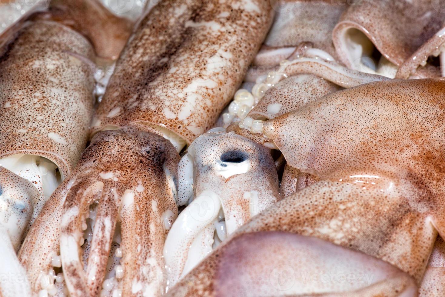 frische Tintenfische auf dem Markt foto