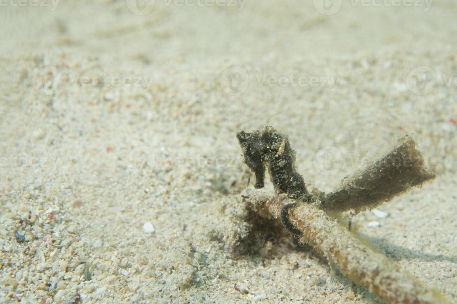 schwarzes seepferdchen, das dich in indonesien anschaut foto