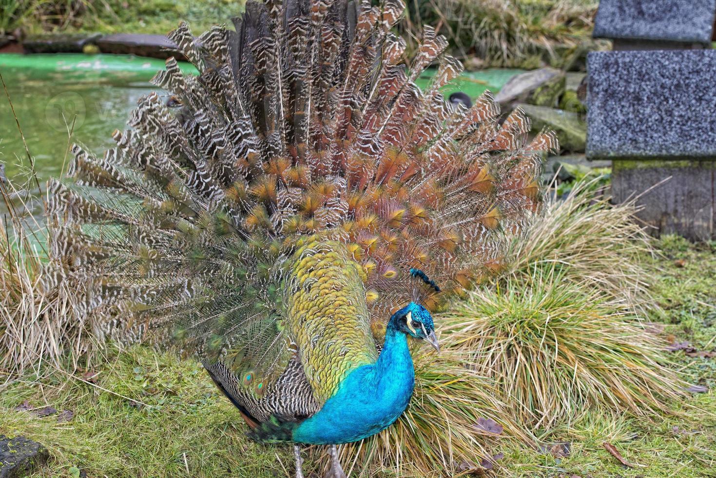 pfau vogel wunderbare feder offenes rad porträt foto