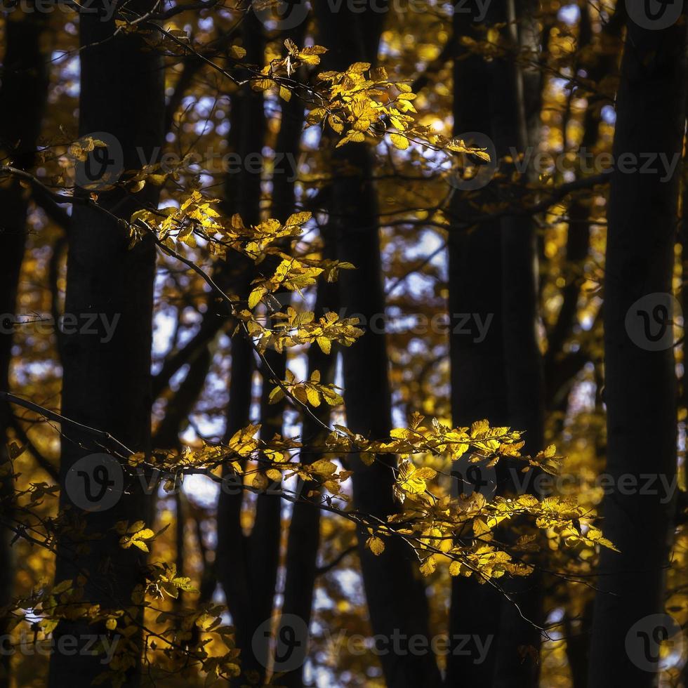 Herbstlaub im Wald foto