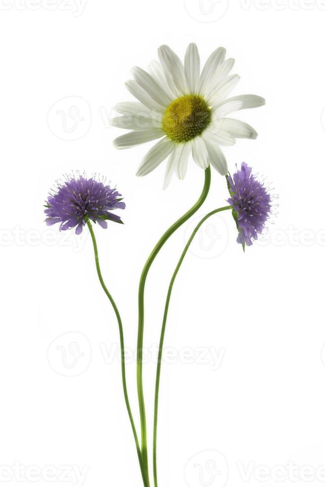 blühende gänseblümchenblume und scabiosa columbaria foto