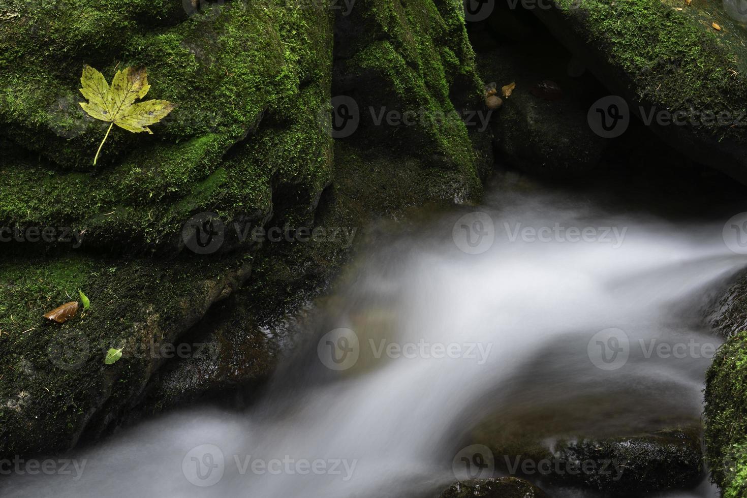 Gruppe von großen Steinen mit Moos und Blättern im fließenden Strom foto