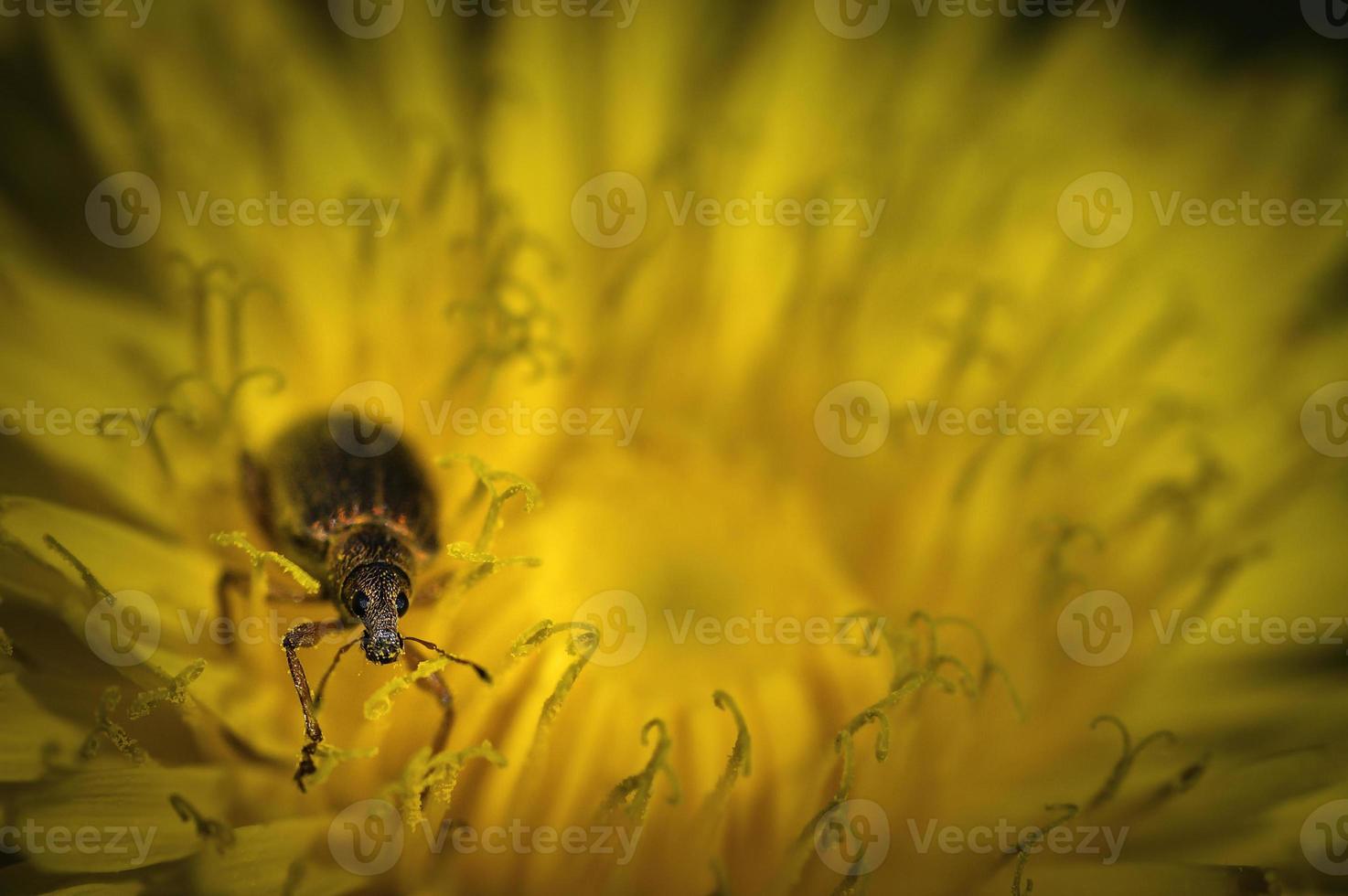 caridae beatle curculionoidea foto