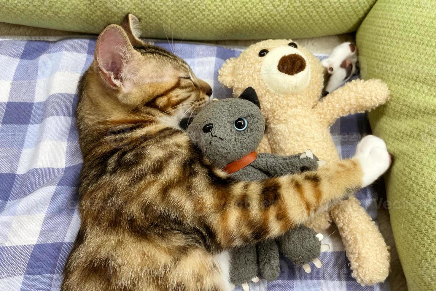 Babykatze schläft. Ingwerkätzchen auf Couch unter gestrickter Decke. Zwei Katzen kuscheln und umarmen sich. Haustier. Schlaf und gemütliche Nickerchenzeit. Haustier. junge Kätzchen. süße lustige katzen zu hause. foto