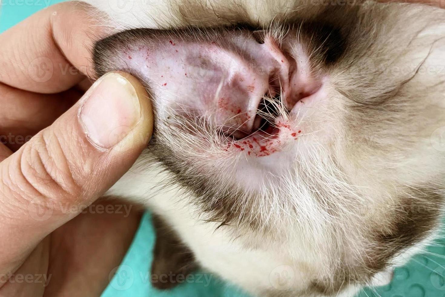 Langhaarkatze hat Wunden am Ohr und ist verletzt. Katzenohr hat Blut. Kätzchenohr ist verletzt foto