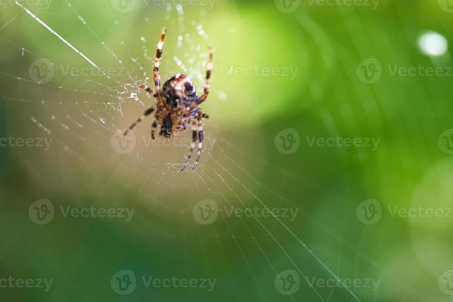 Kreuzspinne in einem Spinnennetz, die auf Beute lauert. unscharfer Hintergrund foto