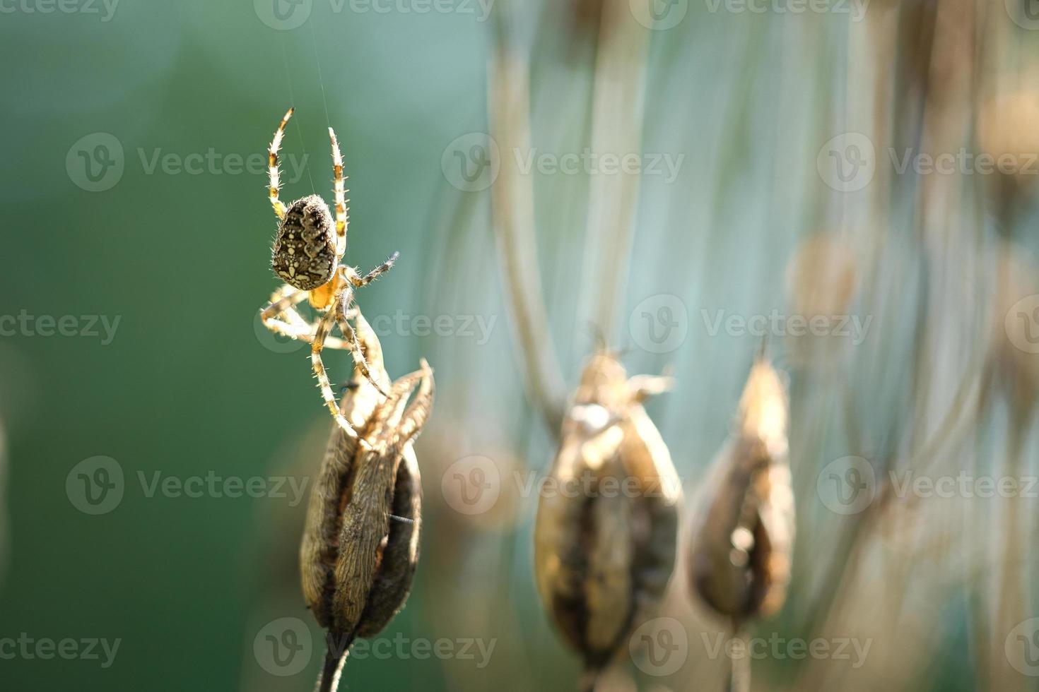 Kreuzspinne, die auf einem Spinnenfaden zu einer Pflanze kriecht. ein nützlicher Jäger unter den Insekten foto