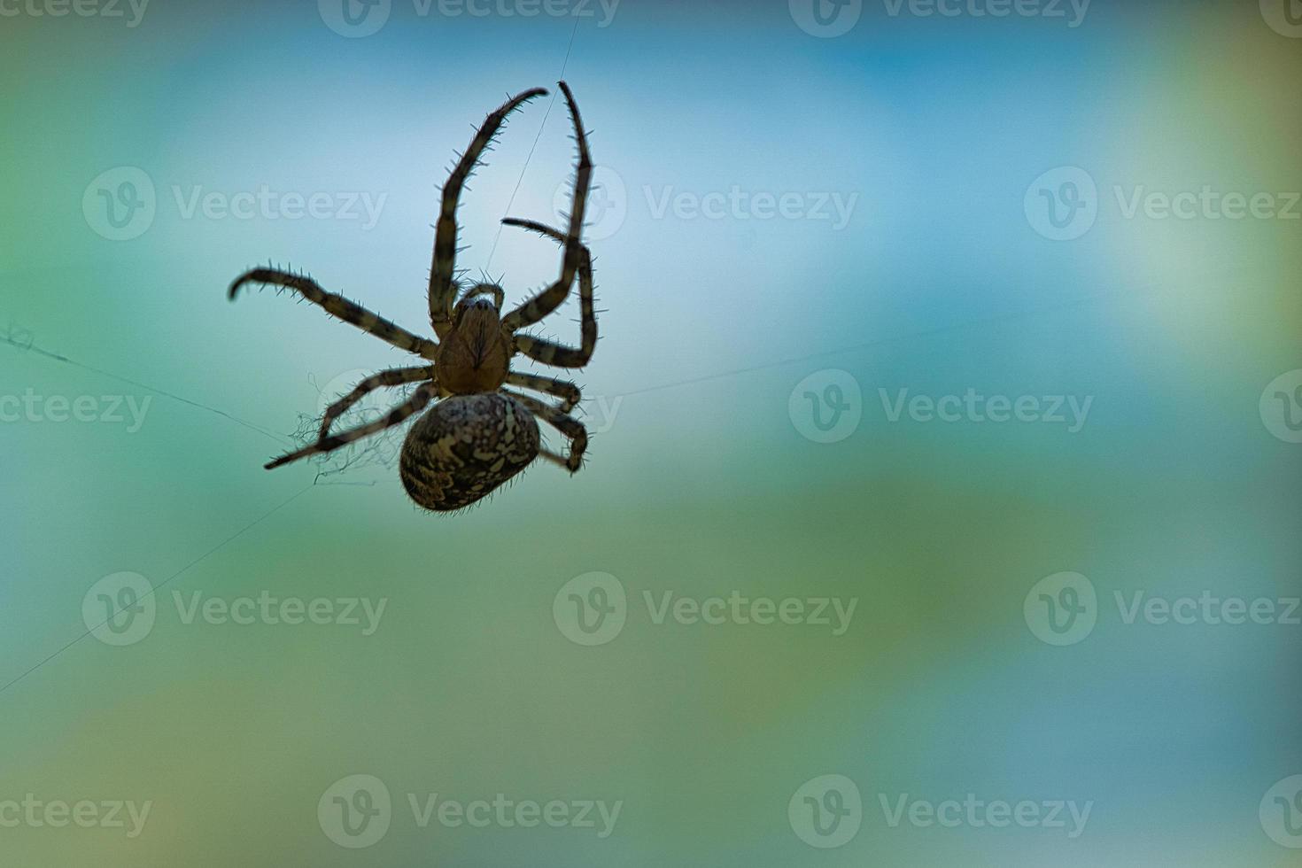 Kreuzspinne, die auf einem Spinnenfaden kriecht. verschwommen. ein nützlicher Jäger unter den Insekten foto