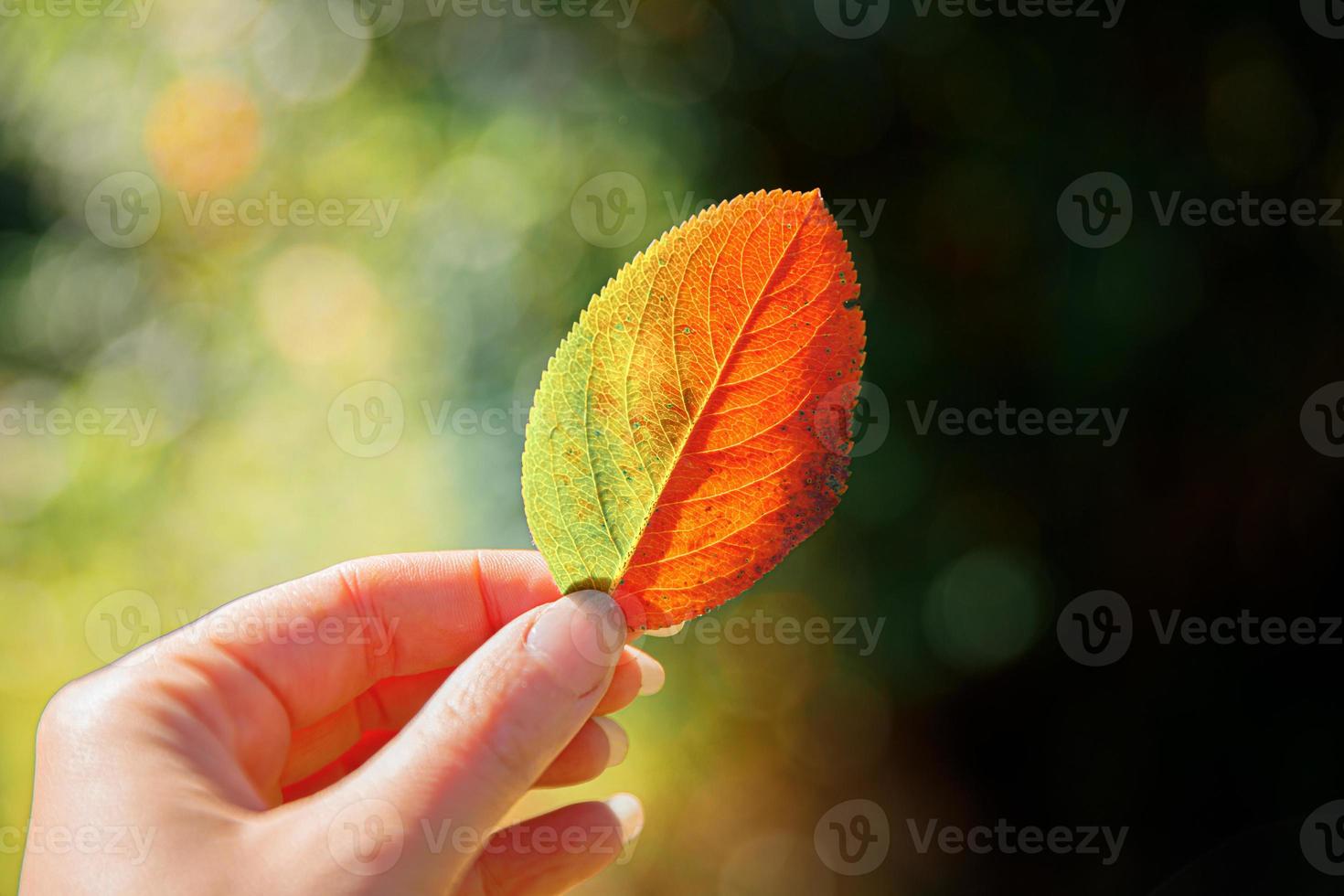 Nahaufnahme natürlichen Herbst Herbstansicht Frauenhände, die rotes orangefarbenes Blatt auf dunklem Parkhintergrund halten. inspirierende natur oktober oder september hintergrundbild. wechsel der jahreszeiten konzept. foto