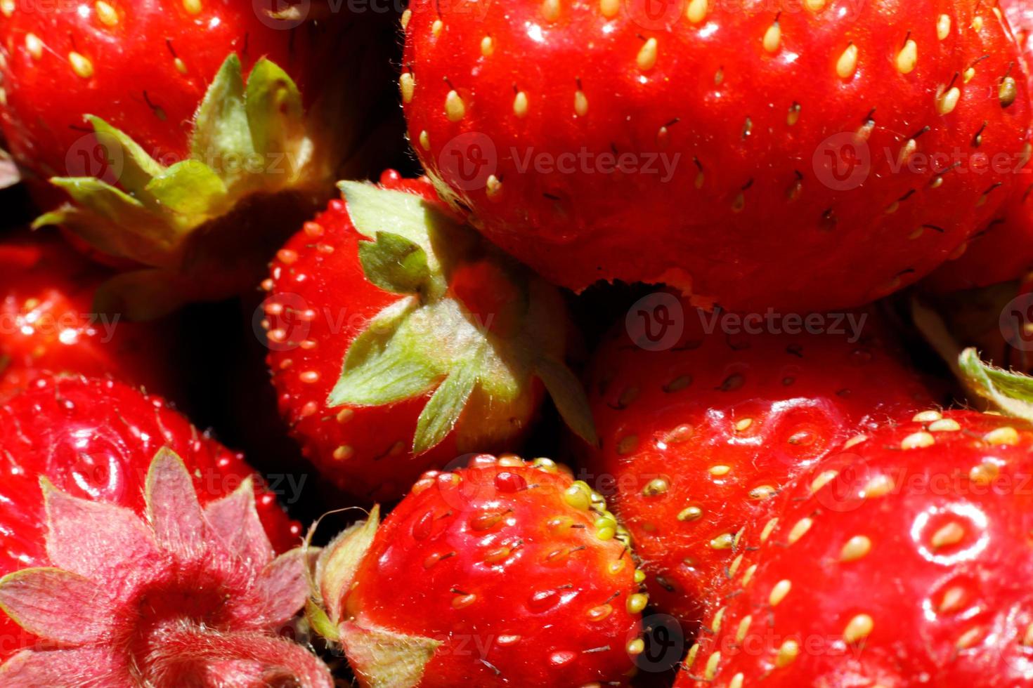 industrieller Anbau von Erdbeerpflanzen. Reife rote Früchte Erdbeer Makro extreme Nahaufnahme. Erdbeerfrucht Hintergrund. natürlicher Anbau von Beeren auf dem Bauernhof. öko-gesundes bio-lebensmittelkonzept. foto