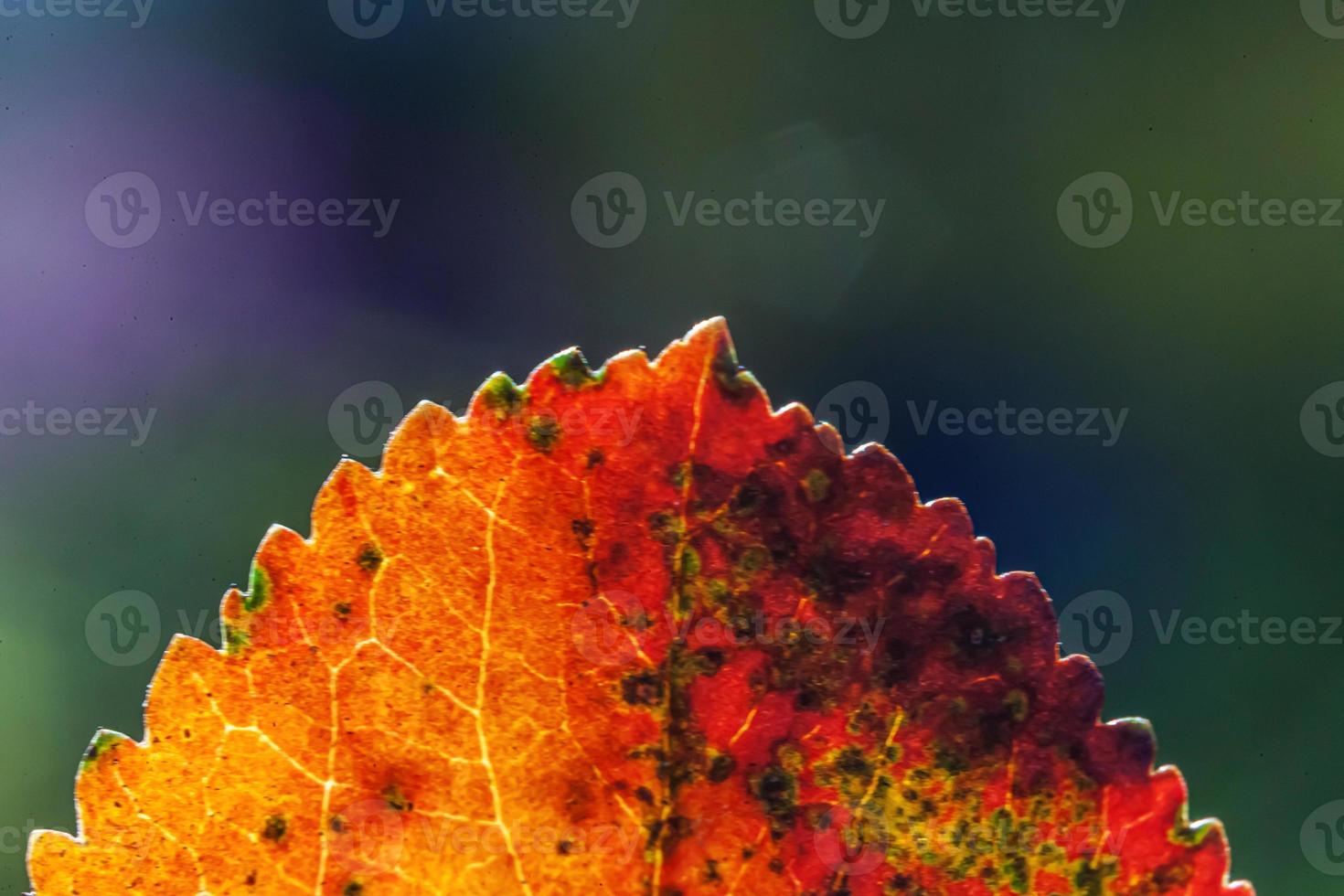 Nahaufnahme natürlicher Herbst Herbst Makroansicht von rot-orangefarbenen Blättern, die in der Sonne auf verschwommenem grünem Hintergrund im Garten oder Park leuchten. inspirierende natur oktober oder september hintergrundbild. wechsel der jahreszeiten konzept. foto