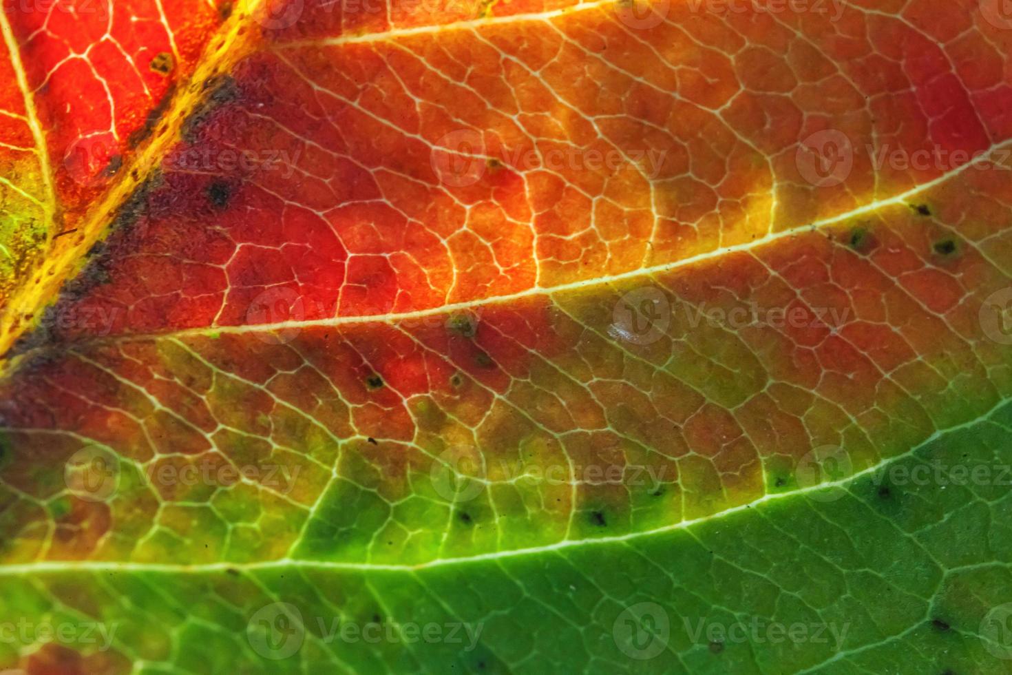 Nahaufnahme Herbst Herbst extreme Makro Textur Blick auf rot orange grün Holz Blatt Baum Blatt glühen in Sonne Hintergrund. inspirierende natur oktober oder september hintergrundbild. wechsel der jahreszeiten konzept. foto