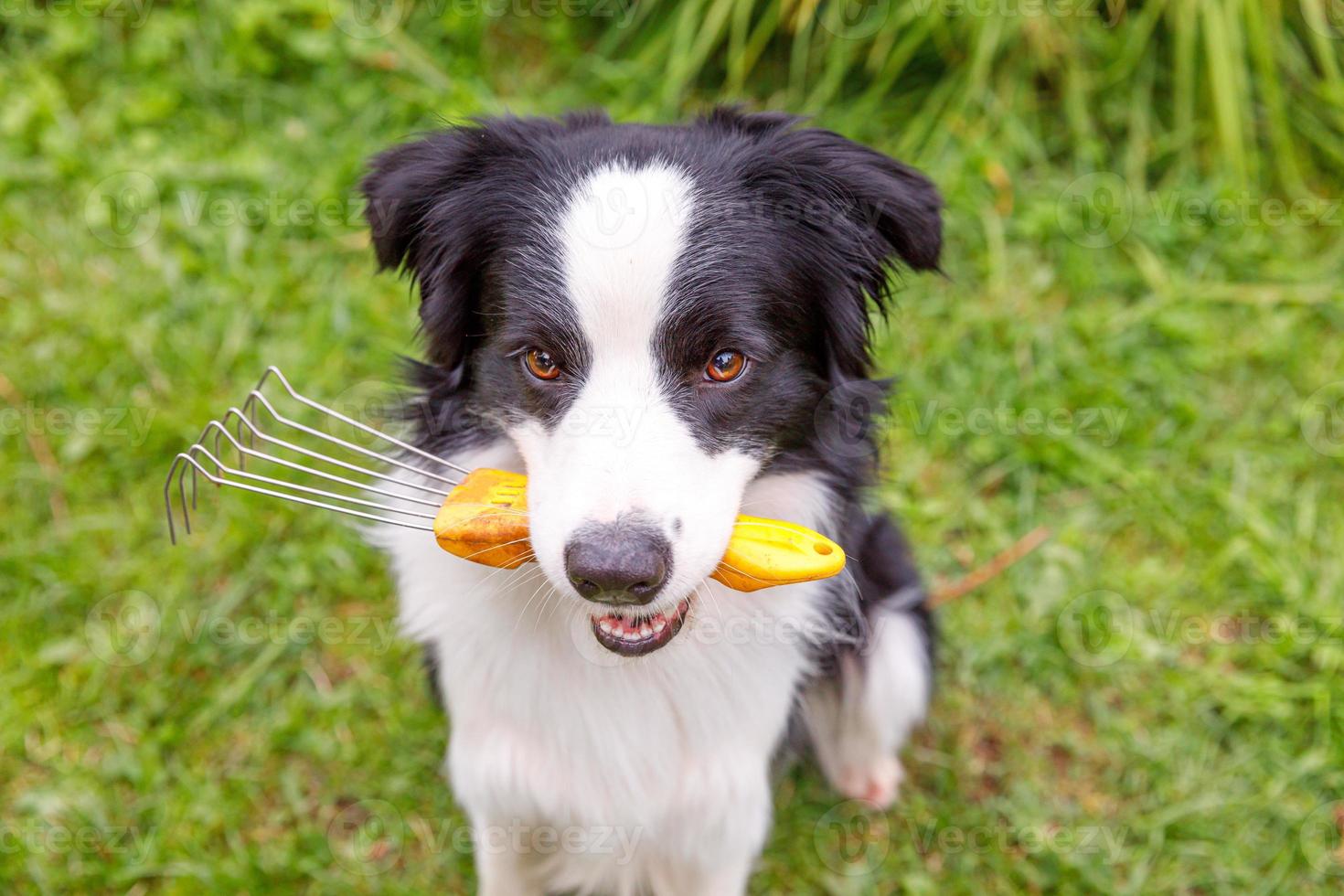Outdoor-Porträt von süß lächelndem Hund Border Collie mit Rechen auf Gartenhintergrund. lustiger Welpe als Gärtner, der Rechen zum Jäten holt. garten- und landwirtschaftskonzept. foto