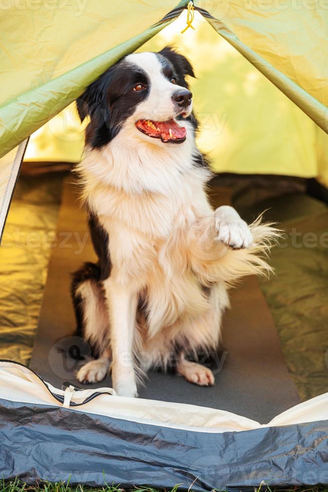 Außenporträt des süßen, lustigen Hündchen-Border-Collie, der drinnen im Campingzelt sitzt. Haustierreiseabenteuer mit Hundebegleiter. Wächter und Campingschutz. reisetourismuskonzept foto