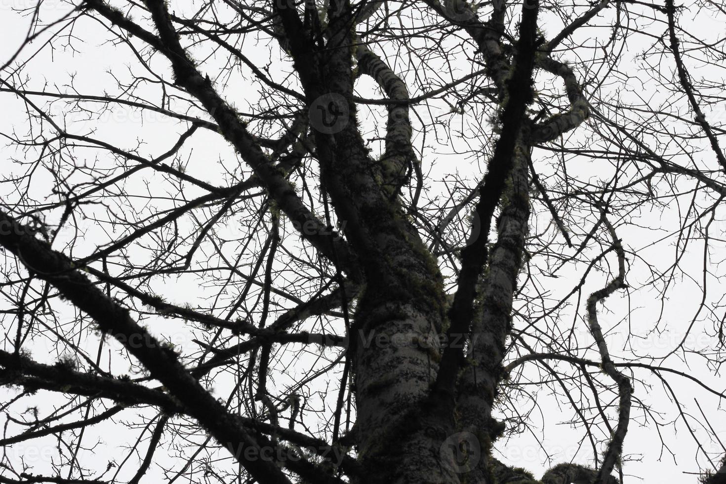 trockener Baum ohne Blätter im Winter foto