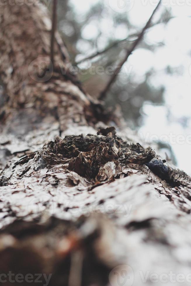 rissige Kiefernrinde im Winterwald foto