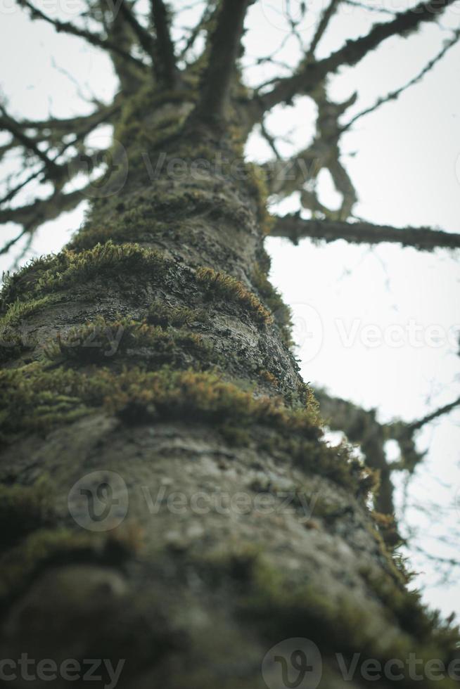 Moos, das sich an den Kiefern im US-Winterwald festhält. foto