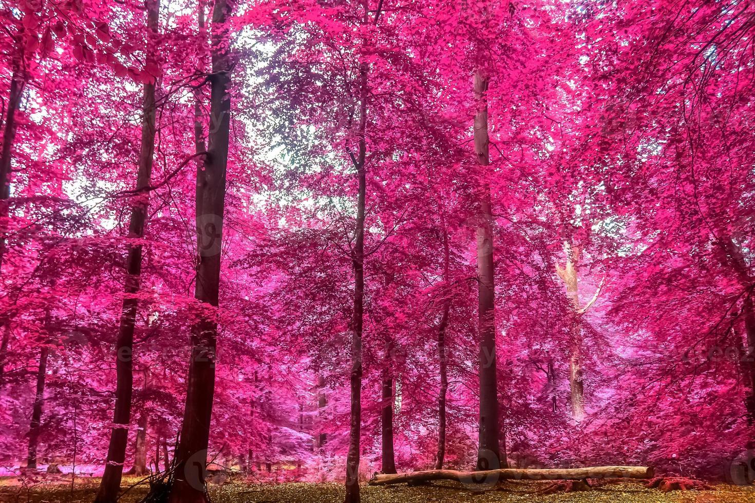 schöner rosa und violetter infrarotpanoramablick in eine waldlandschaft. foto