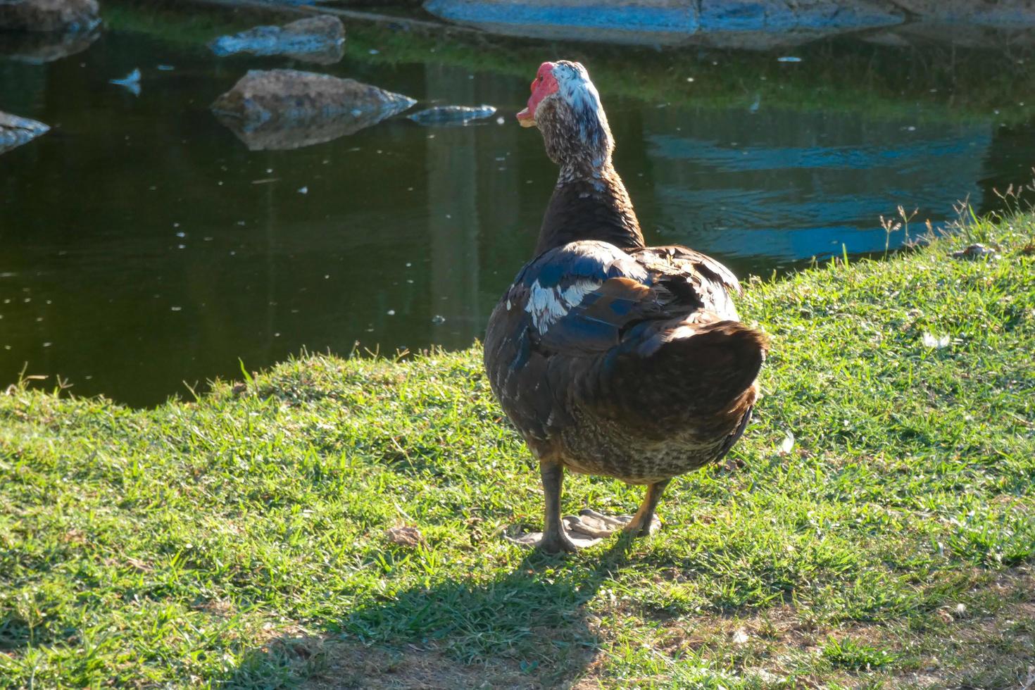 Haustiere auf einem Bauernhof während der Sommersaison foto