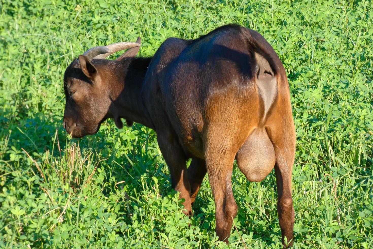 Haustiere auf einem Bauernhof während der Sommersaison foto