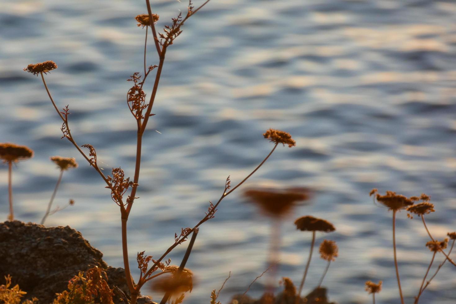 Trockenblumen an der katalanischen Mittelmeerküste, Spanien foto