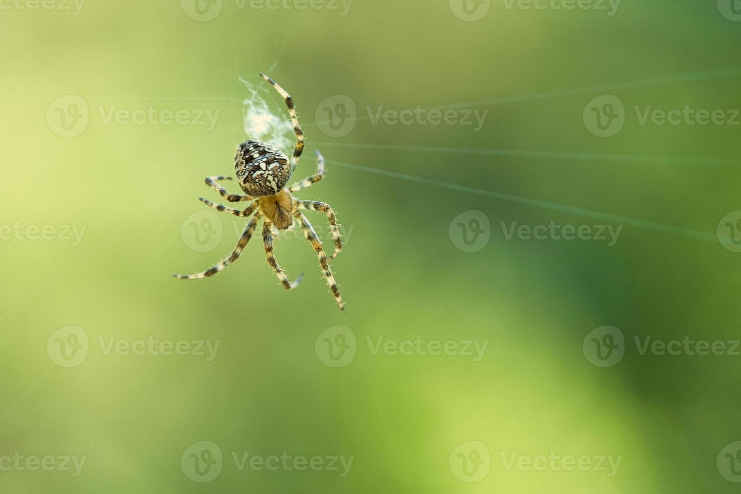 Kreuzspinne in einem Spinnennetz, die auf Beute lauert. unscharfer Hintergrund foto