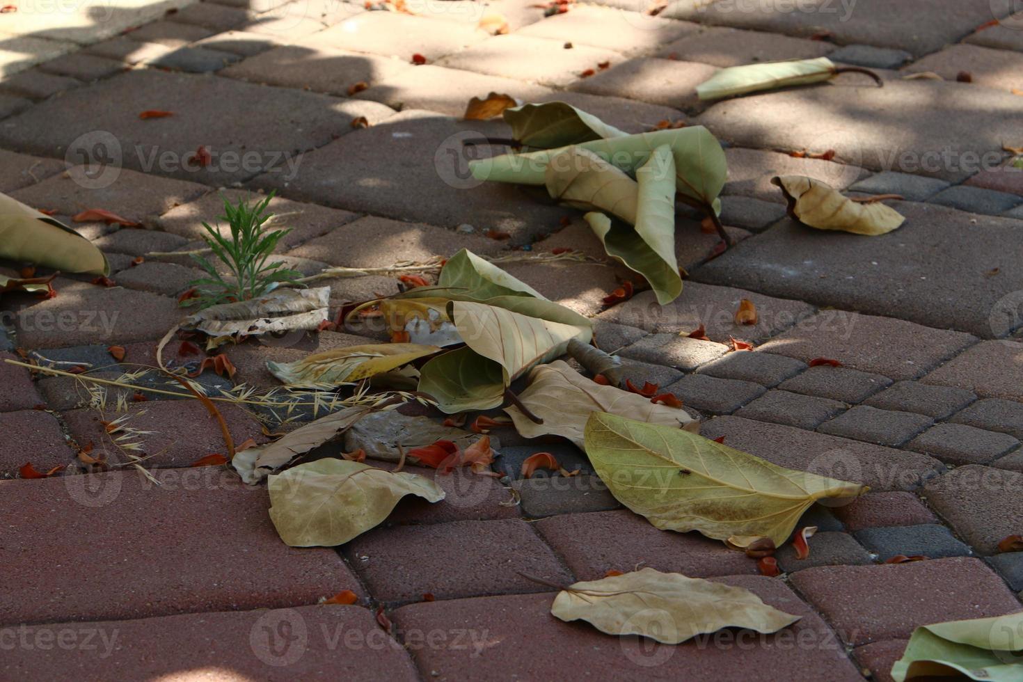 Herbstfarbene Blätter im Stadtpark. foto