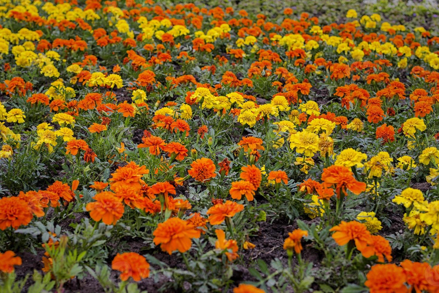 Viele leuchtend orangefarbene und gelbe Tagetes-Blumen auf einem Feld foto