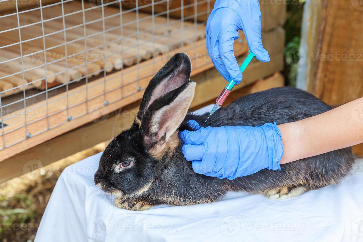 tierärztin mit spritze, die kaninchen auf ranchhintergrund hält und injiziert, nah oben. Hase in tierärztlichen Händen zur Impfung in einer natürlichen Öko-Farm. Tierpflege und ökologisches Landwirtschaftskonzept. foto