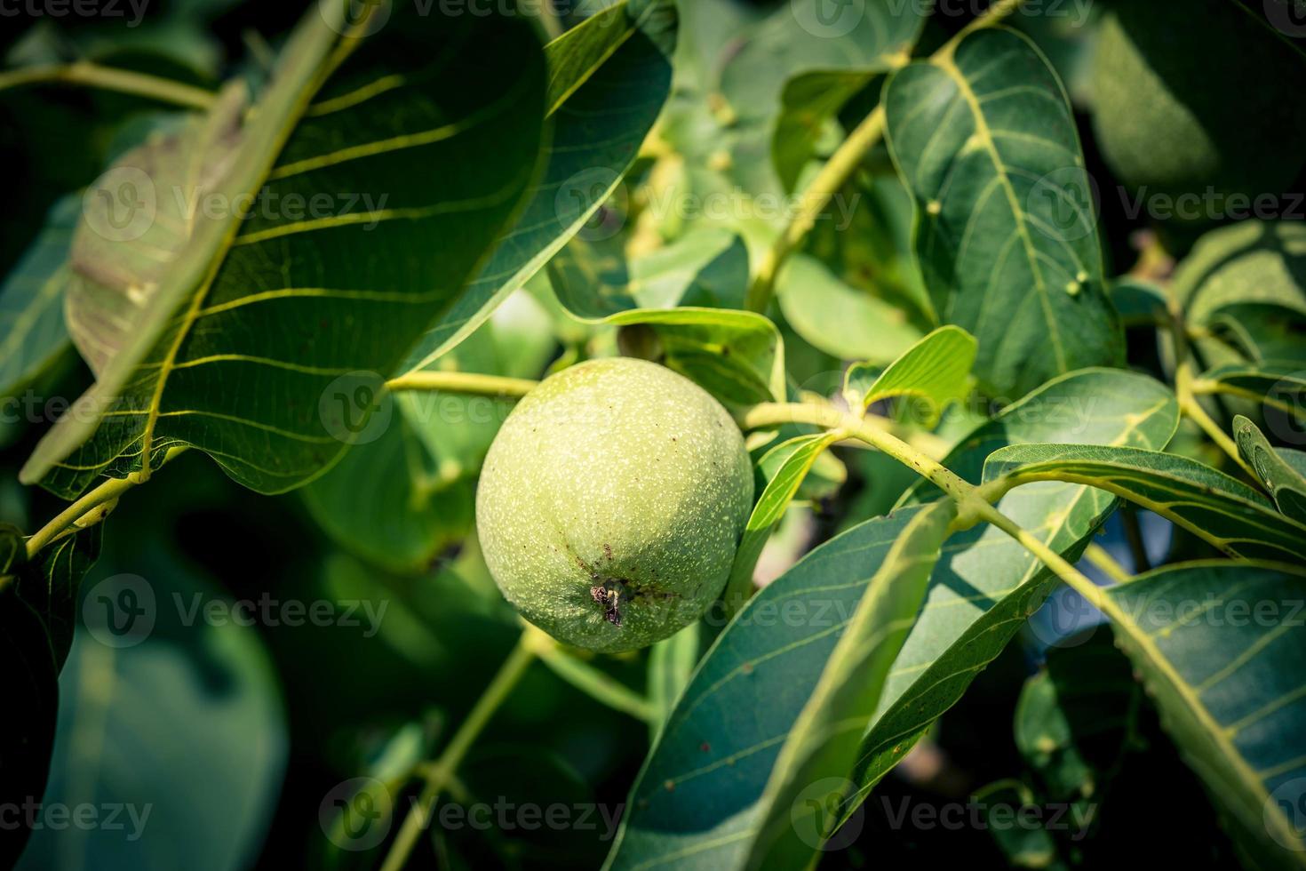 Früchte eines Walnussbaums juglans regia foto