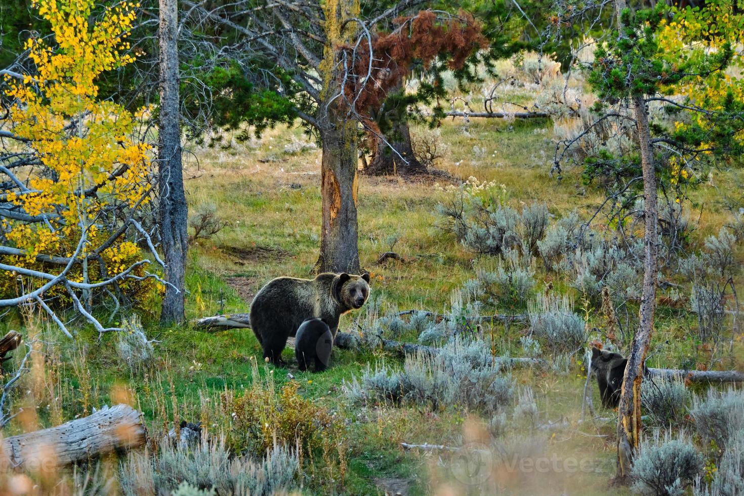 Grizzlybär und Jungen im Grand-Teton-Nationalpark an einem kühlen Herbstabend foto