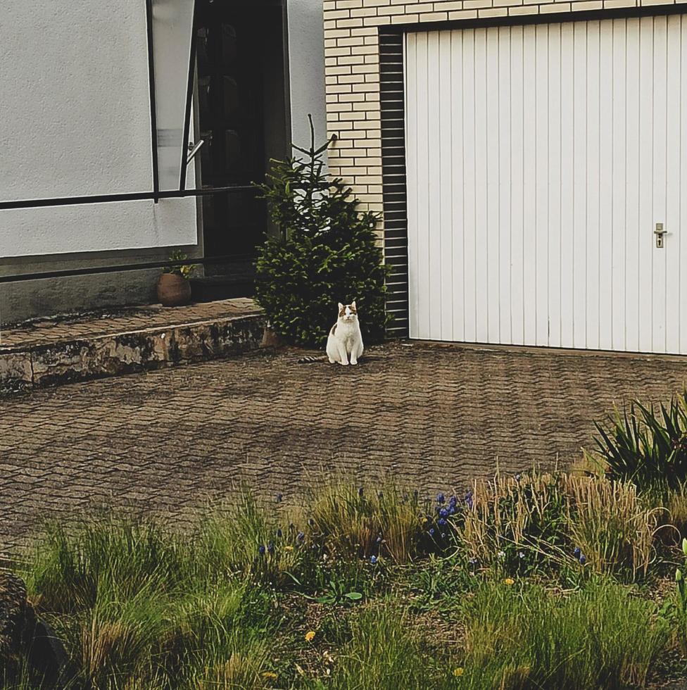 Weiße Katze, die im Hof eines Landhauses spazieren geht. Haustier foto