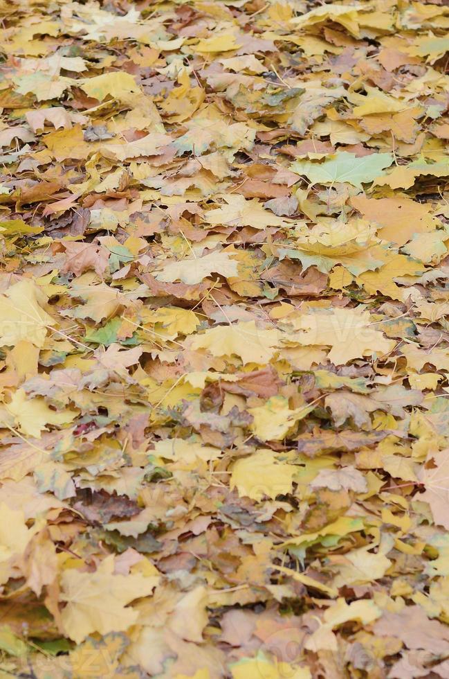 eine große Anzahl gefallener und vergilbter Herbstblätter auf dem Boden. Herbst Hintergrundtextur foto