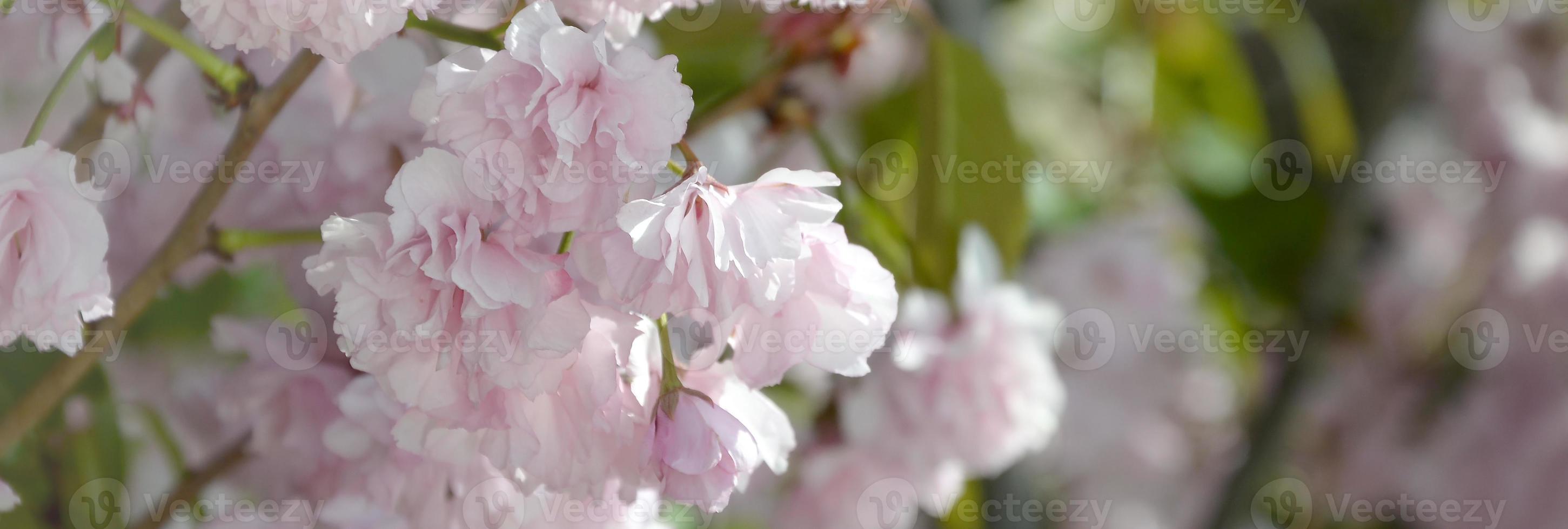 Pastellrosa Kirsch-Sakura in Japan in der Blütezeit foto