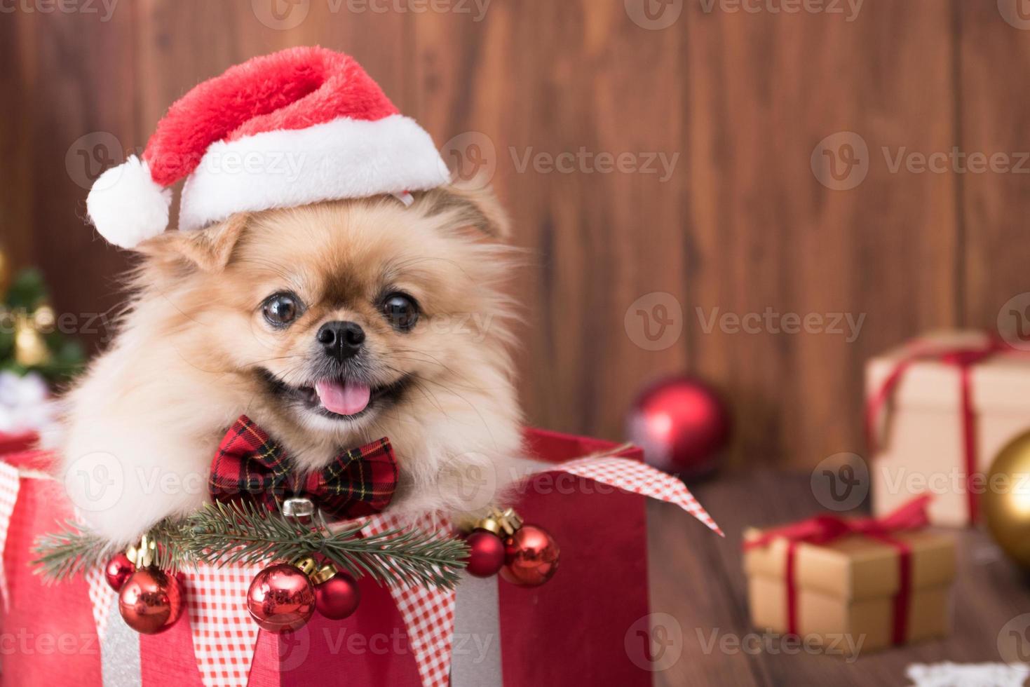 niedliche hundewelpen pomeranian mit weihnachtsmann-hut in geschenkbox auf frohe weihnachten und frohes neues jahr dekoration zum feiern foto