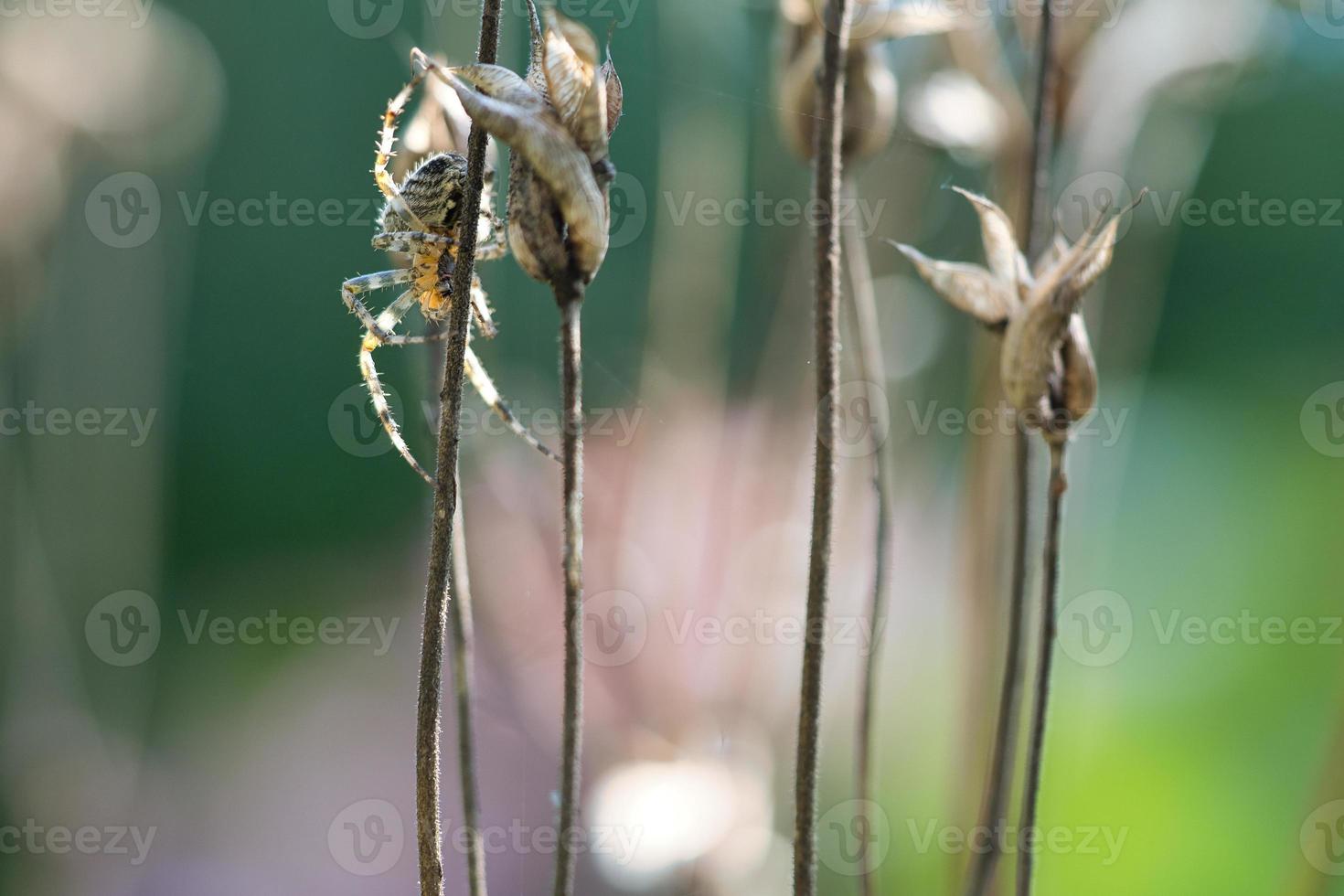 Kreuzspinne, die auf einem Spinnenfaden zu einer Pflanze kriecht. ein nützlicher Jäger unter den Insekten foto