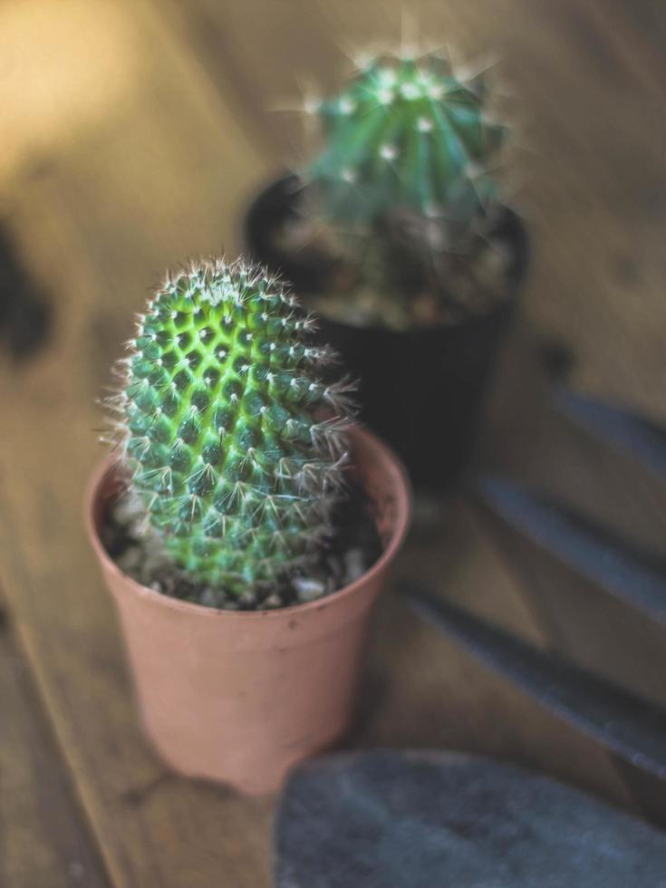 kleiner Kaktus wird in einen kleinen Topf gepflanzt, wo die Abendsonne durch seinen Rücken scheint. foto