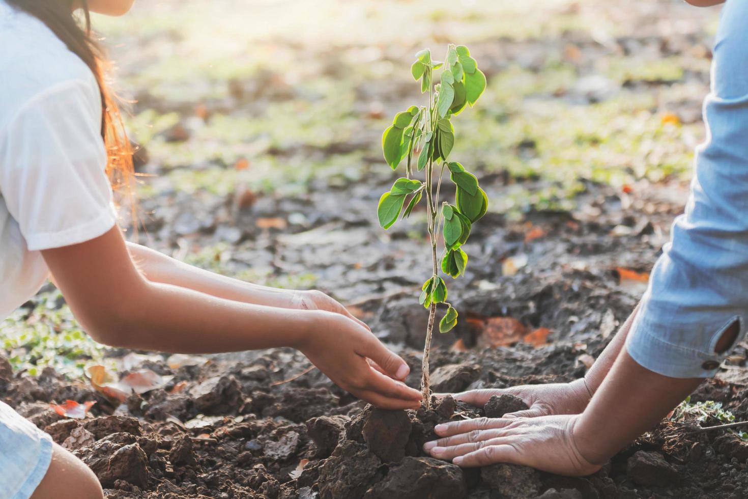 Kind und Mutter pflanzen einen jungen Baum foto